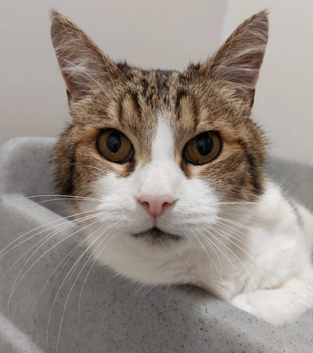 .Simba 14y male