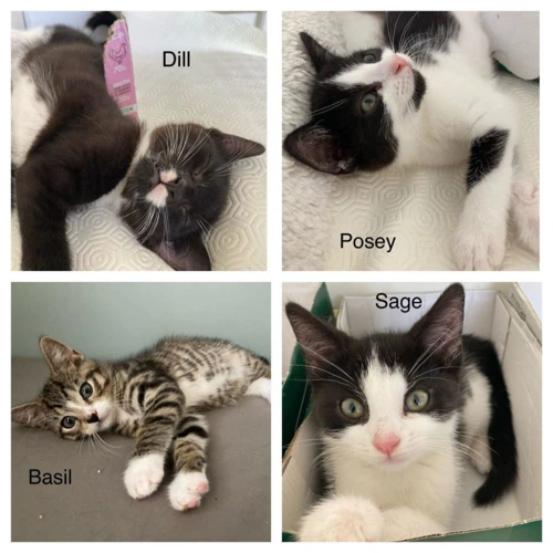 Four kittens