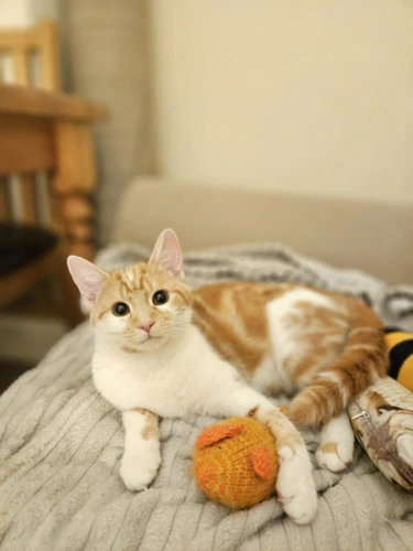 Amber 10mth female