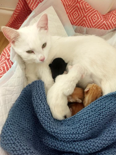 Elsa/Peanut