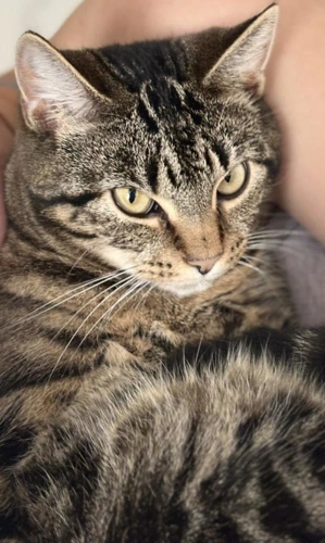 Tara