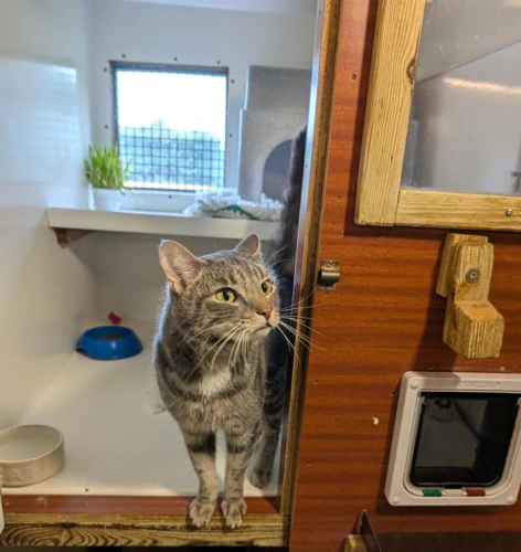 Chairman Meow