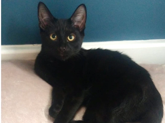 Kittens