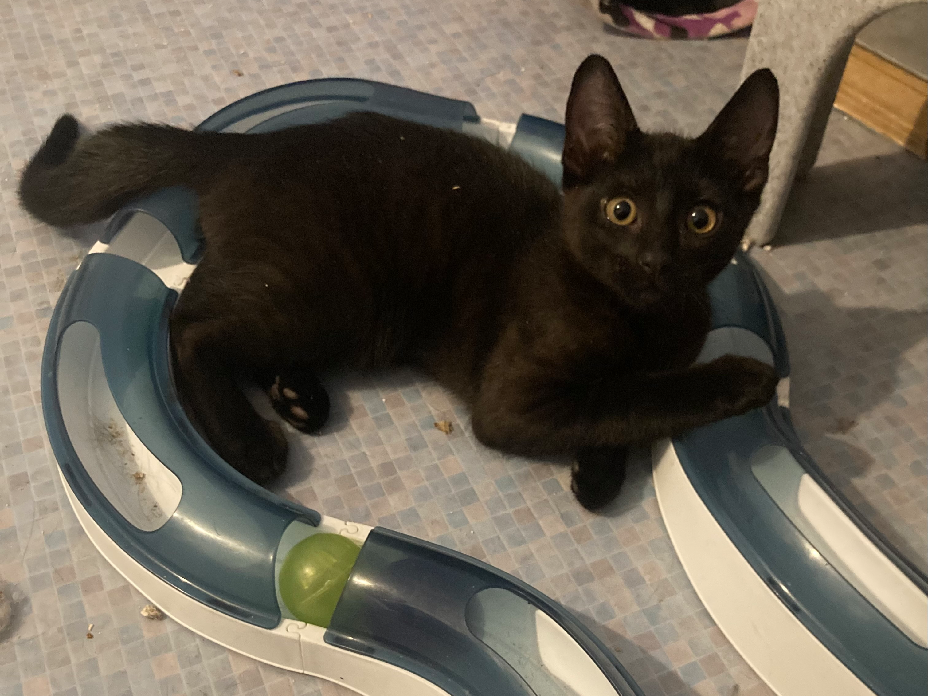 Kittens