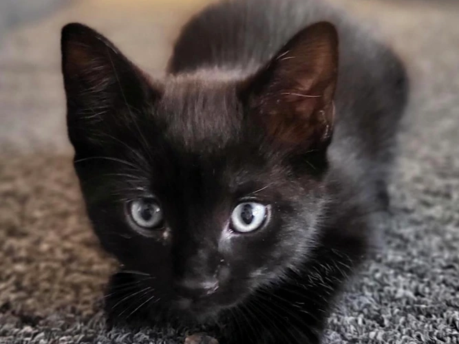 Kittens