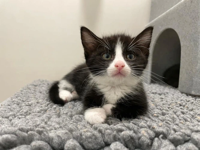 Eve 9w kitten