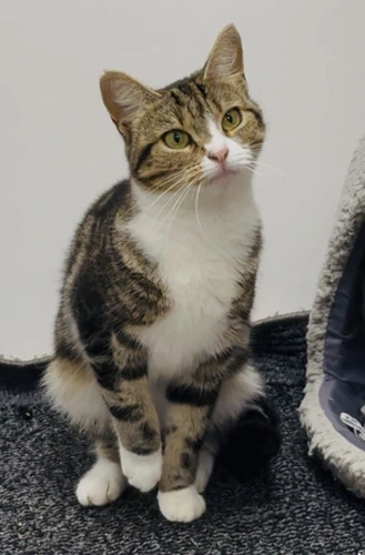 Mittens