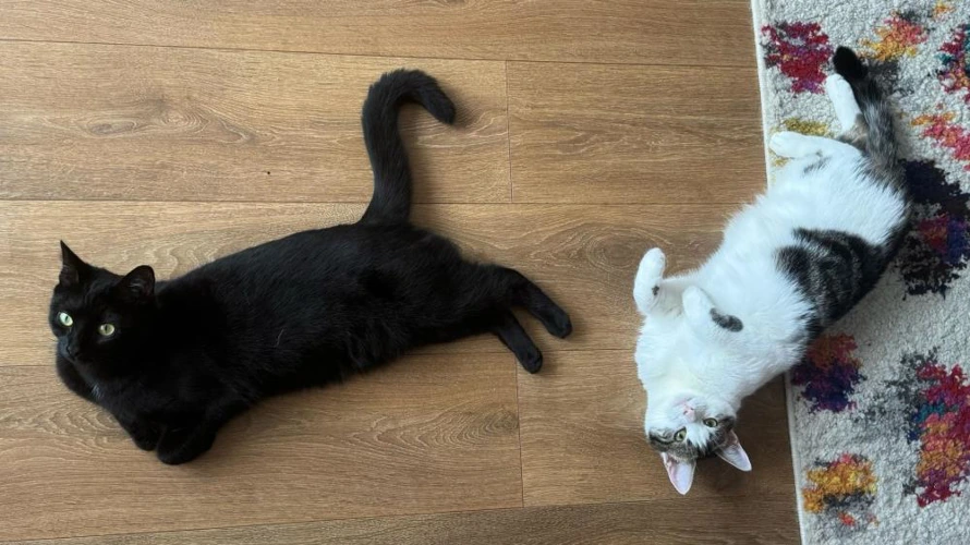 Spicy & Frankie