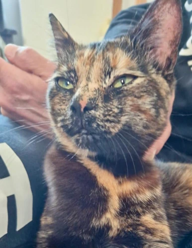 Marmite