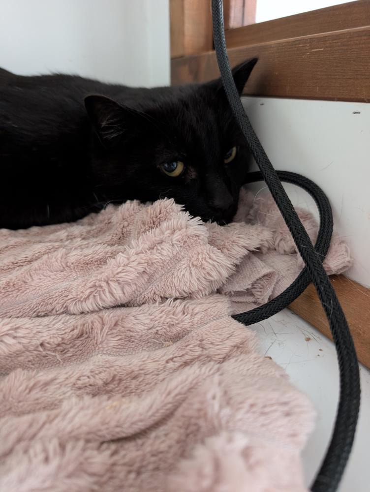 Sasha — Domestic Cat