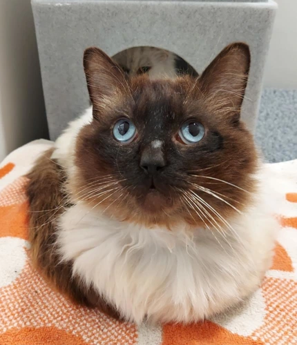 .Coco