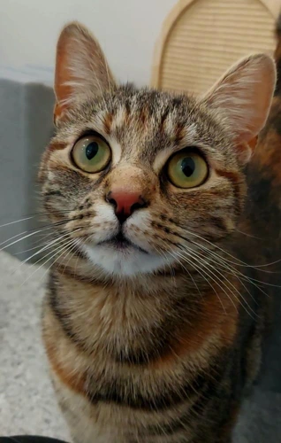 Ruby 1y female