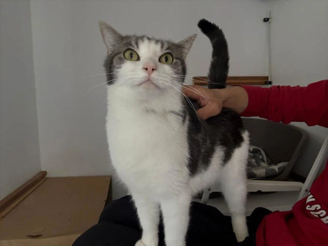 Gilbert