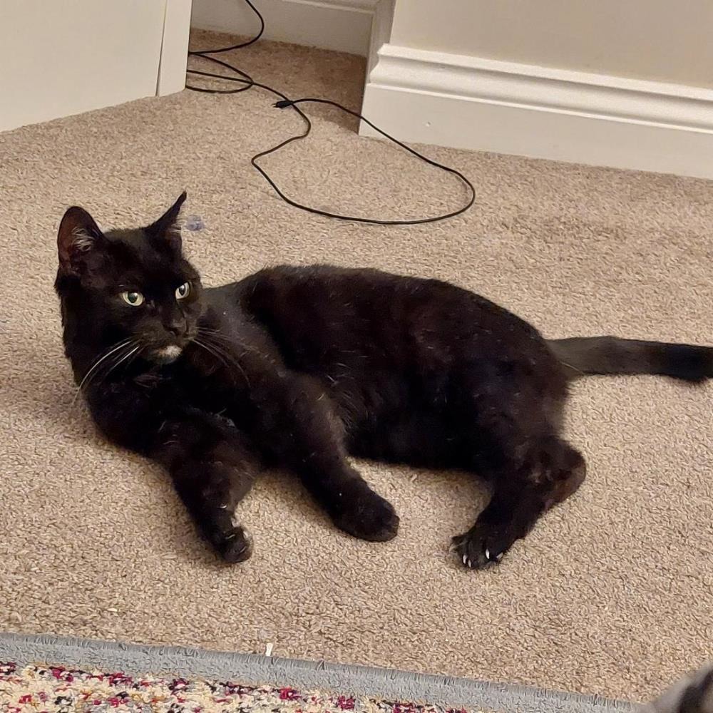 Lucy Lou — Domestic Cat