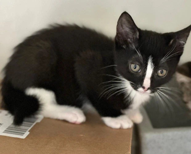 Cats Protection Hereford Adoption Centre