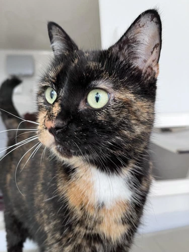 Nala