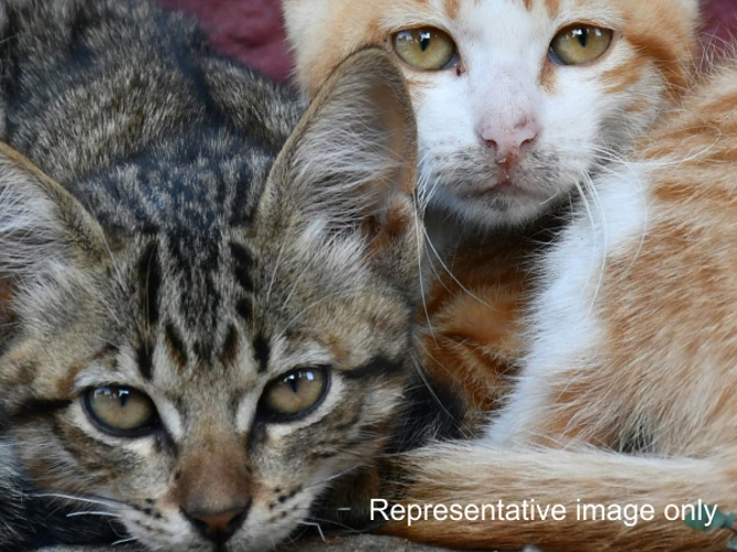 Pair of feral kittens