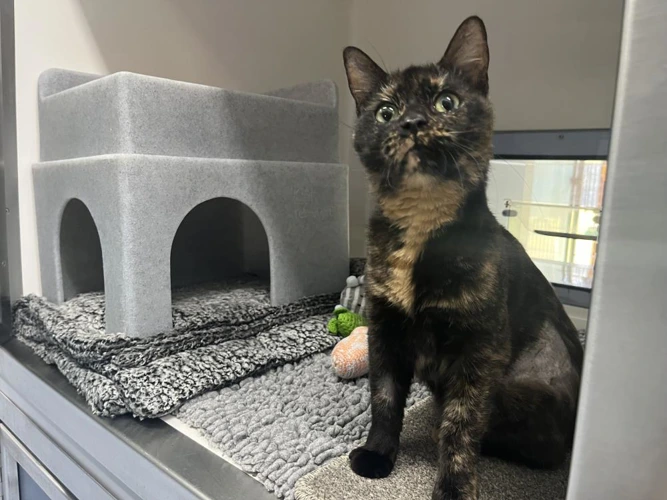 Coco (733357)