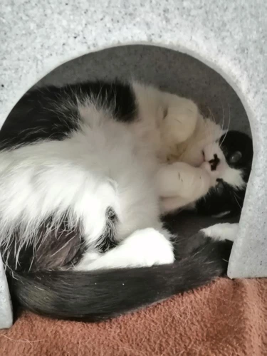 Splodge