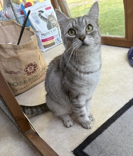 Tilly