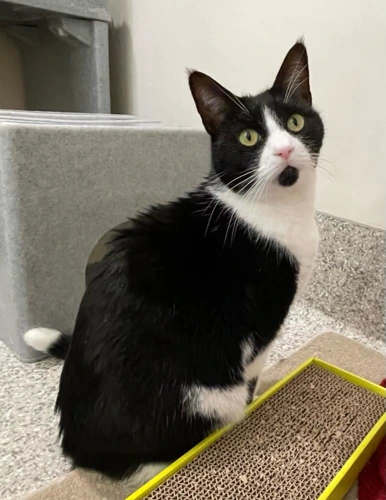 Audrey Heppurrn 4yrs female
