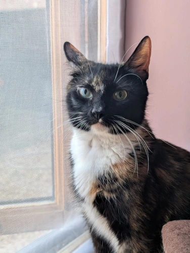 Bea