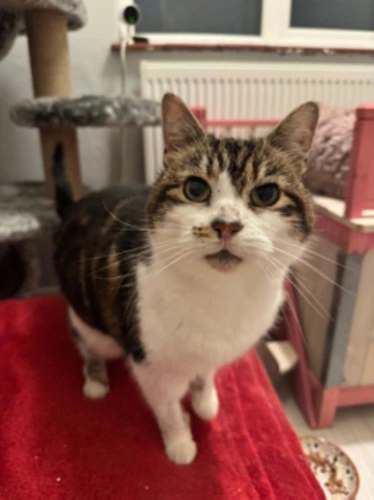 Mrs Tibbs
