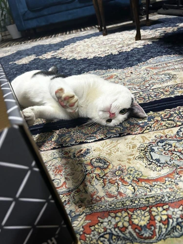 Dizzy