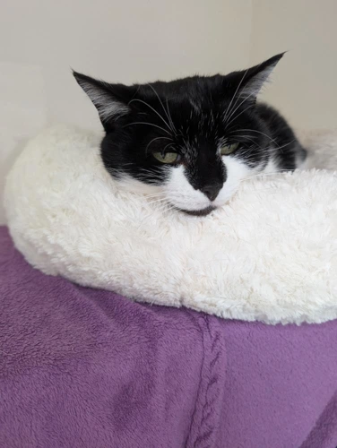 Liquorice (Lola)