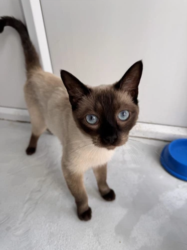 Benji