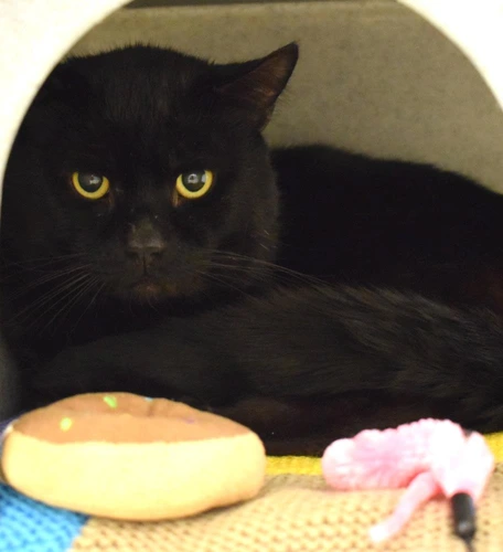 Binx