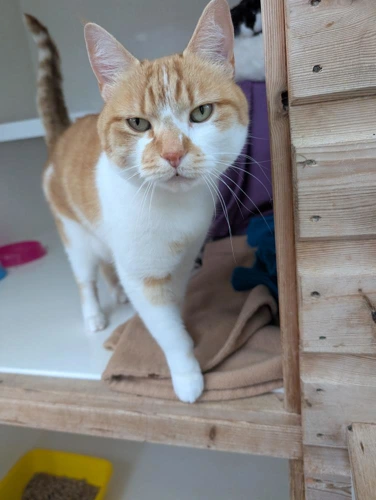 Fredo (Freddie)