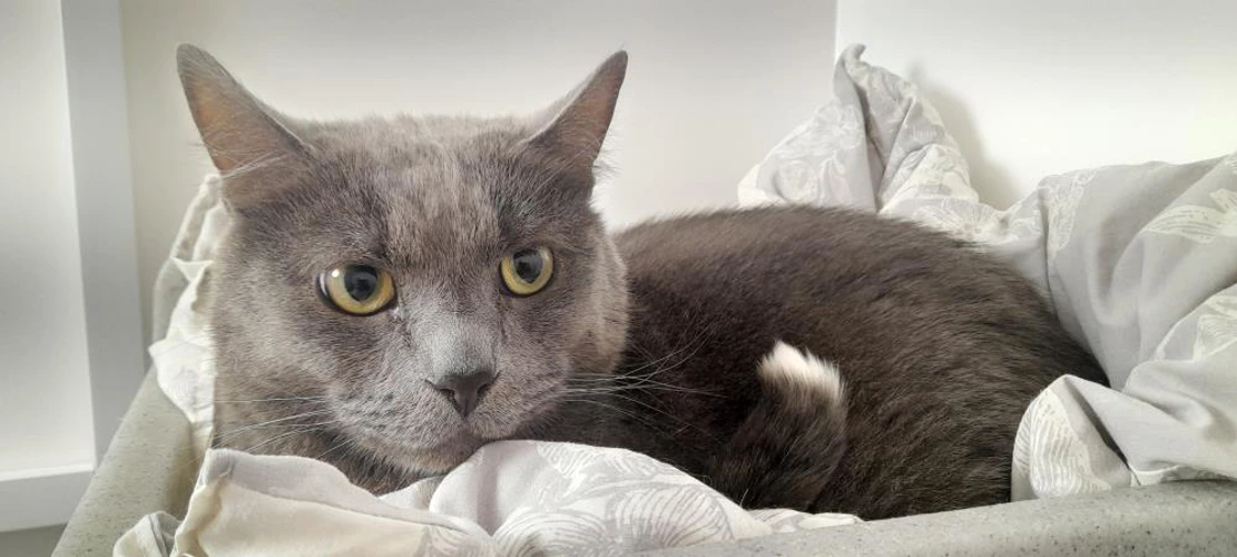 Tula