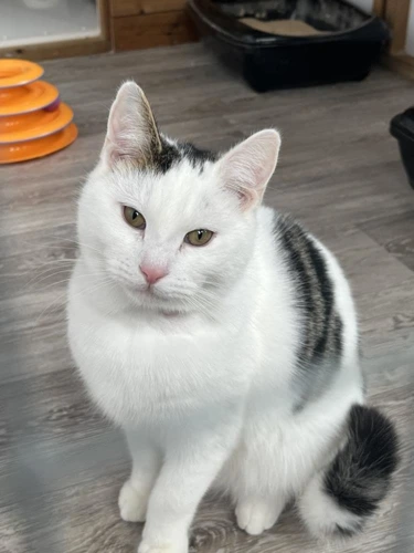 Blanco