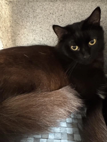 Mocha