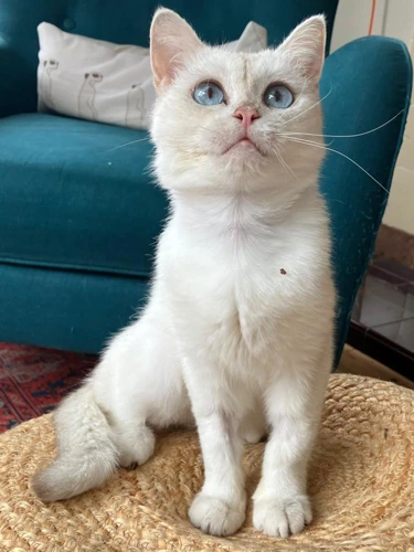 Freya