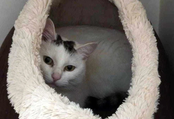 Bella (the white & tabby one)