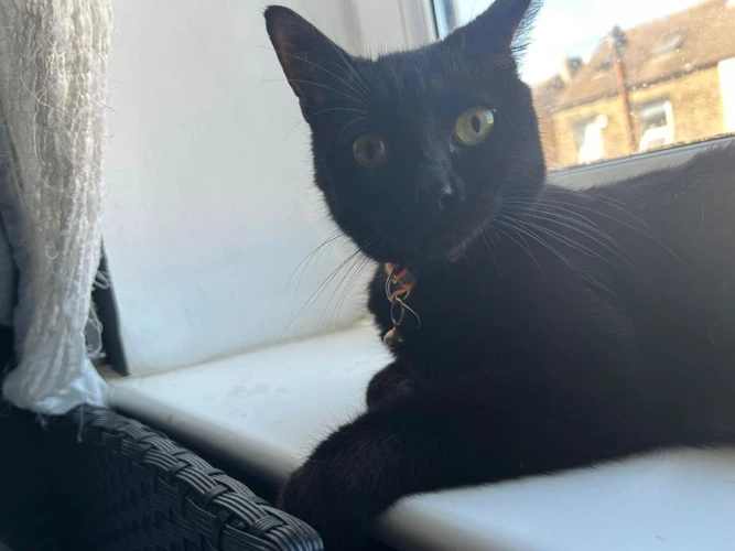 Ebony
