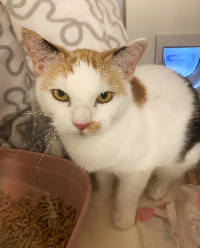 Find a cat near you Adopt a cat Cats Protection