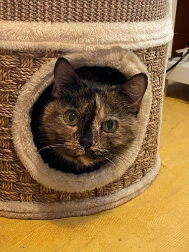 Rosie