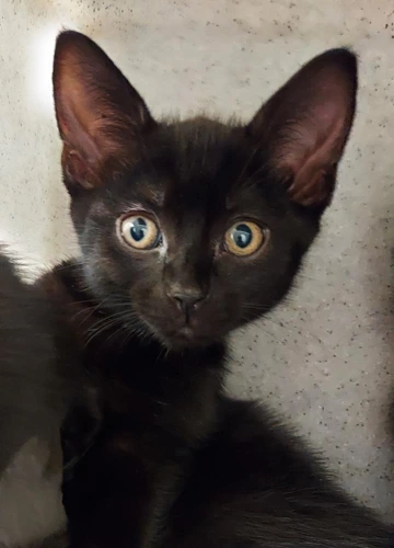 Cinco Cerros 9wk kitten