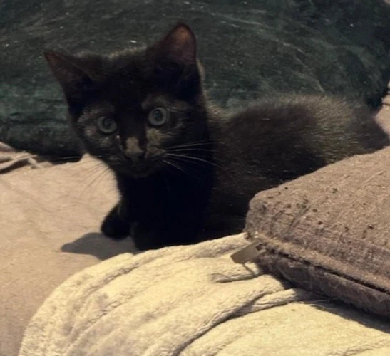 Sprint kitten