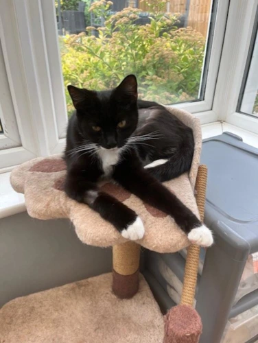 Bella