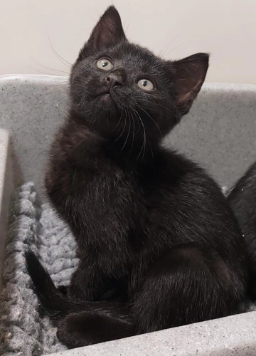 Fiona