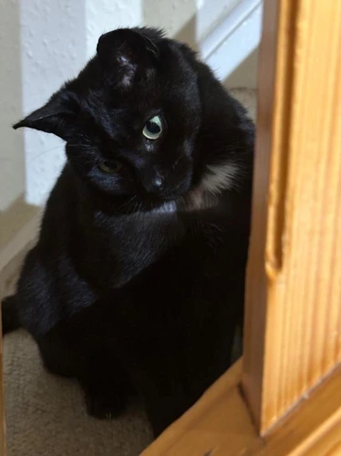 Rosie