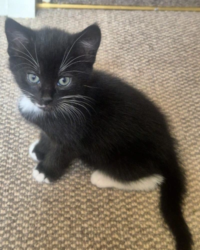 Kylo