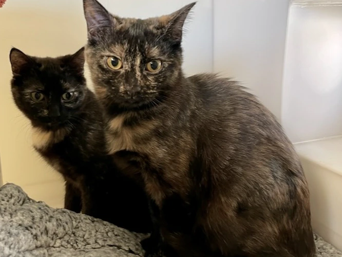 Hazel & Mia