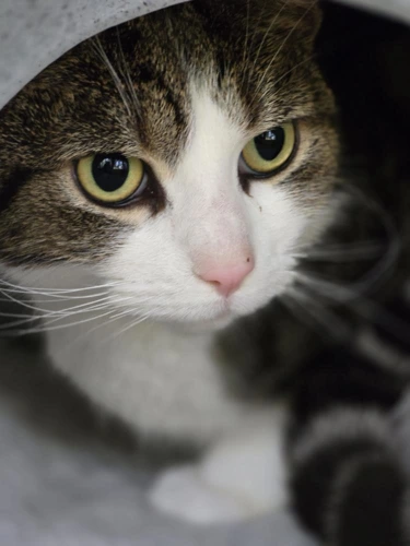 Smudge