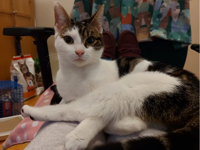 Millie