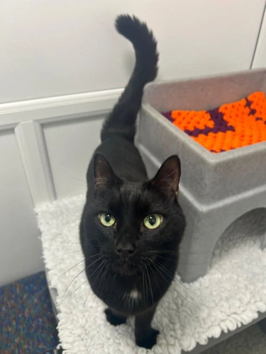 Oscar